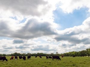 Background image of a heart-shaped hole in the clouds above a pasture with beef cattle grazing in early-summer, late-spring in the Southern United States.