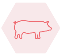 Pig Icon