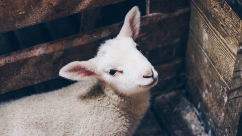Lambs & Heart Valves