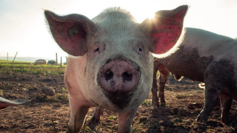 A Meat Industry Perspective