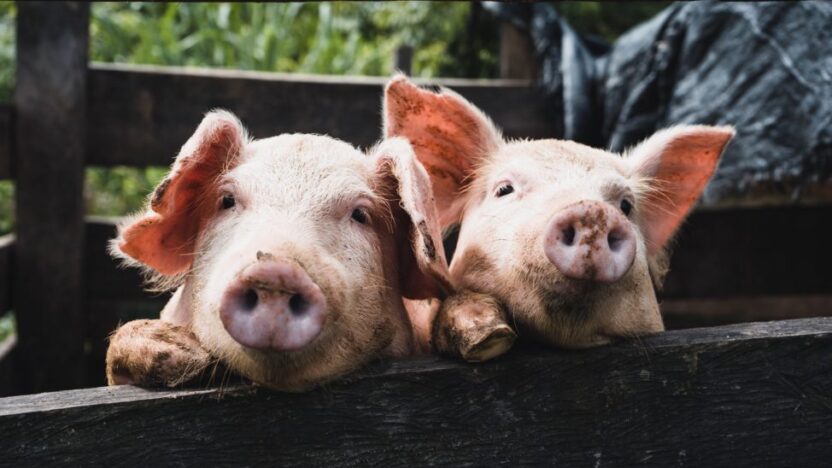 Genetic Pigs